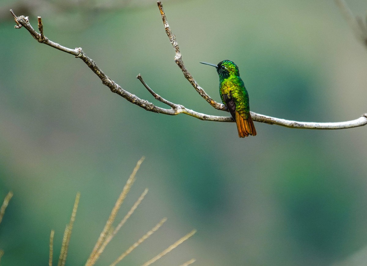 Coppery Emerald - ML640534365