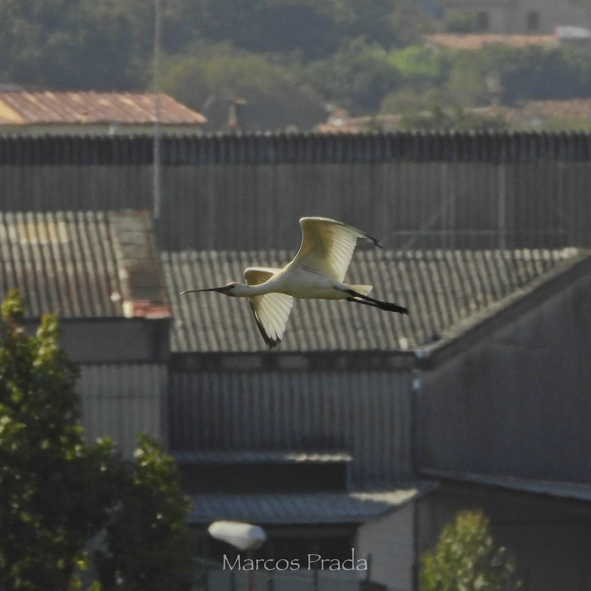 Eurasian Spoonbill - ML640534444