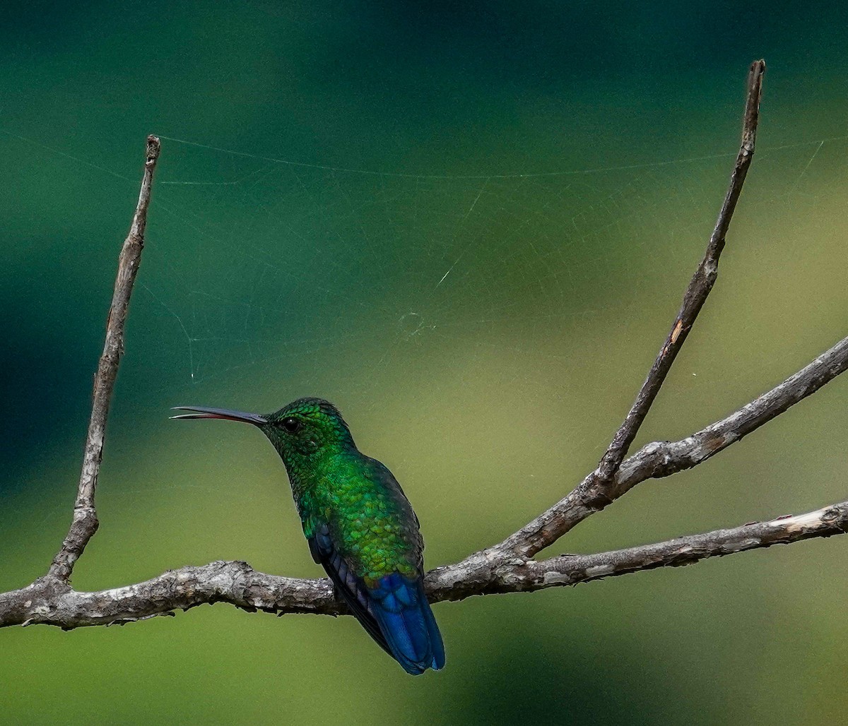 Steely-vented Hummingbird - ML640534495