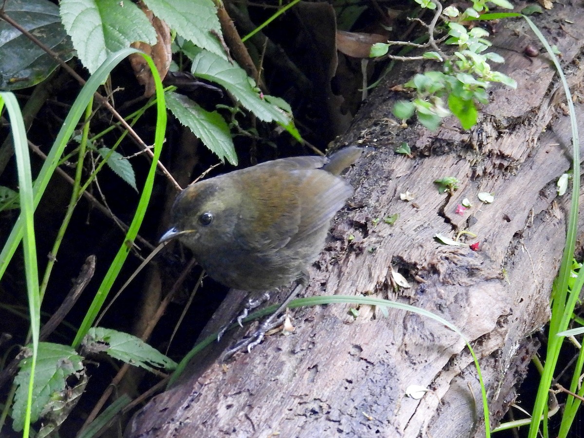Wrenthrush - ML640534653