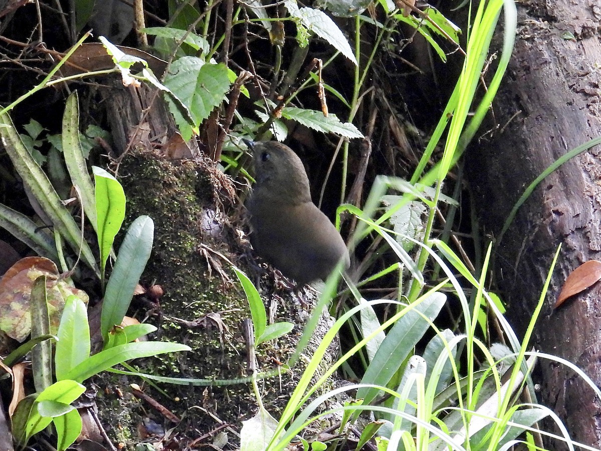 Wrenthrush - ML640534654