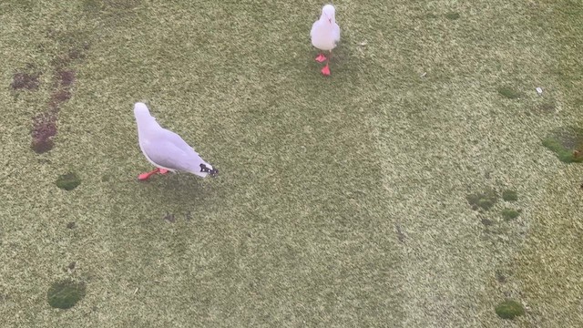 Silver Gull - ML640534712