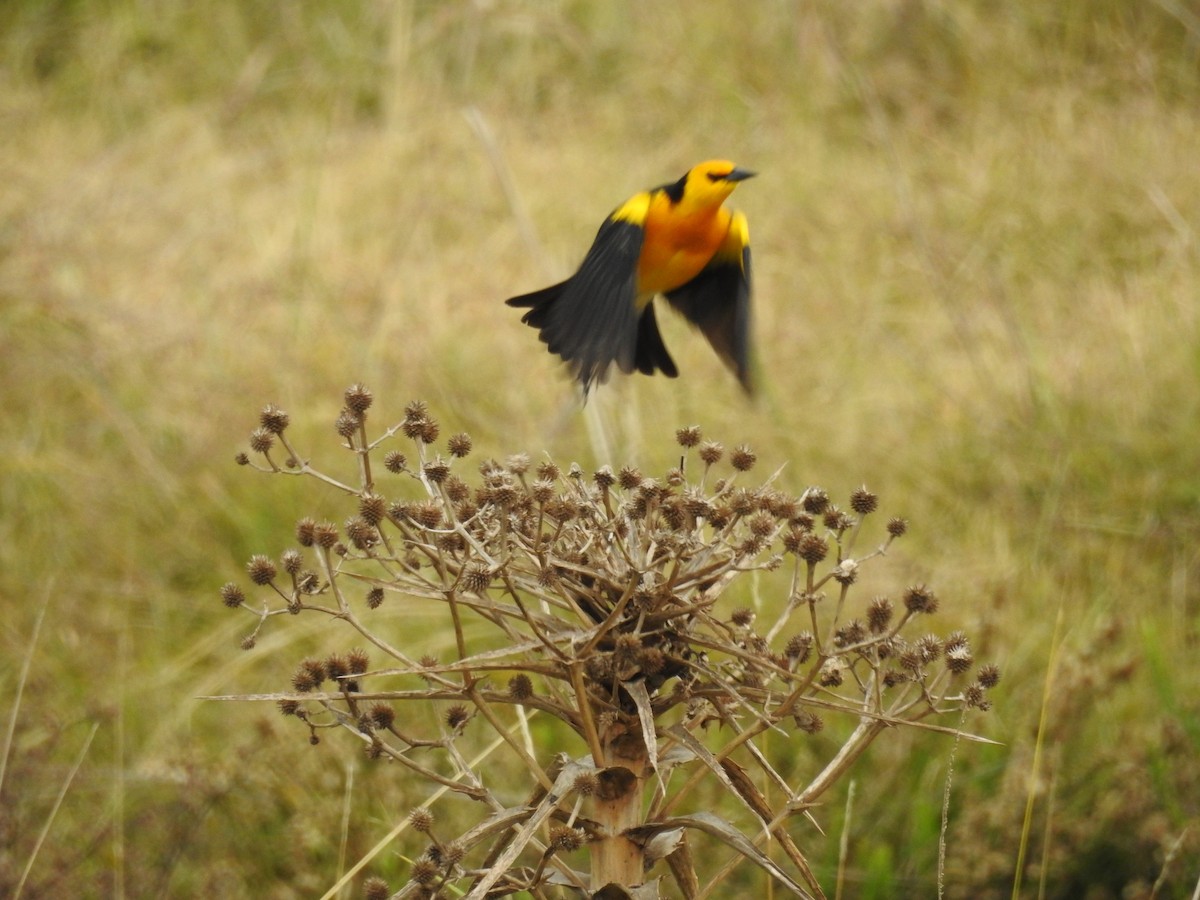 Saffron-cowled Blackbird - ML640534745