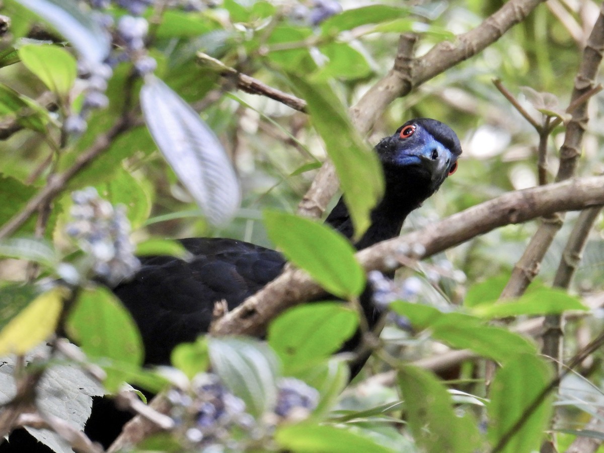 Schwarzguan - ML640534768