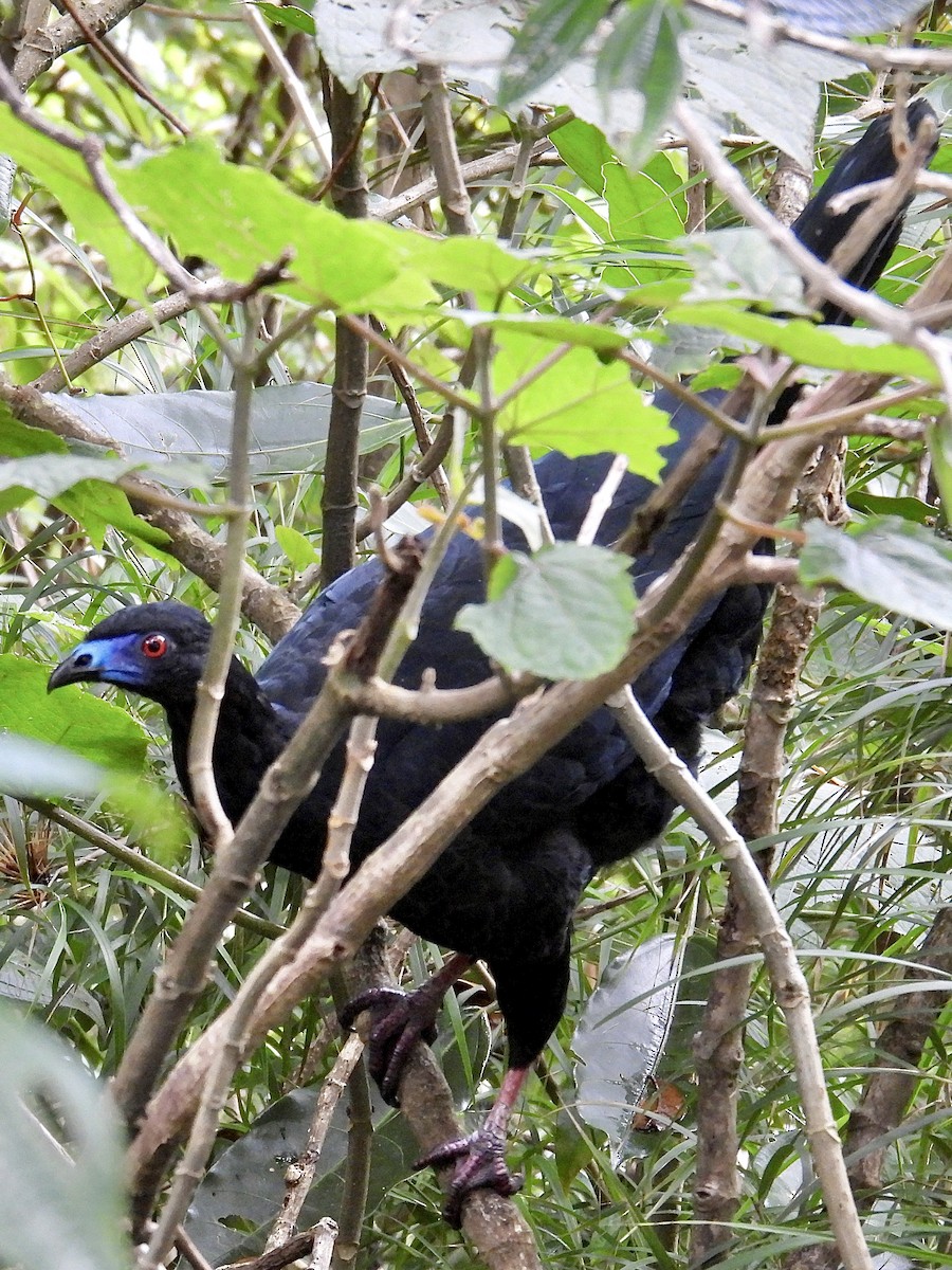 Schwarzguan - ML640534769
