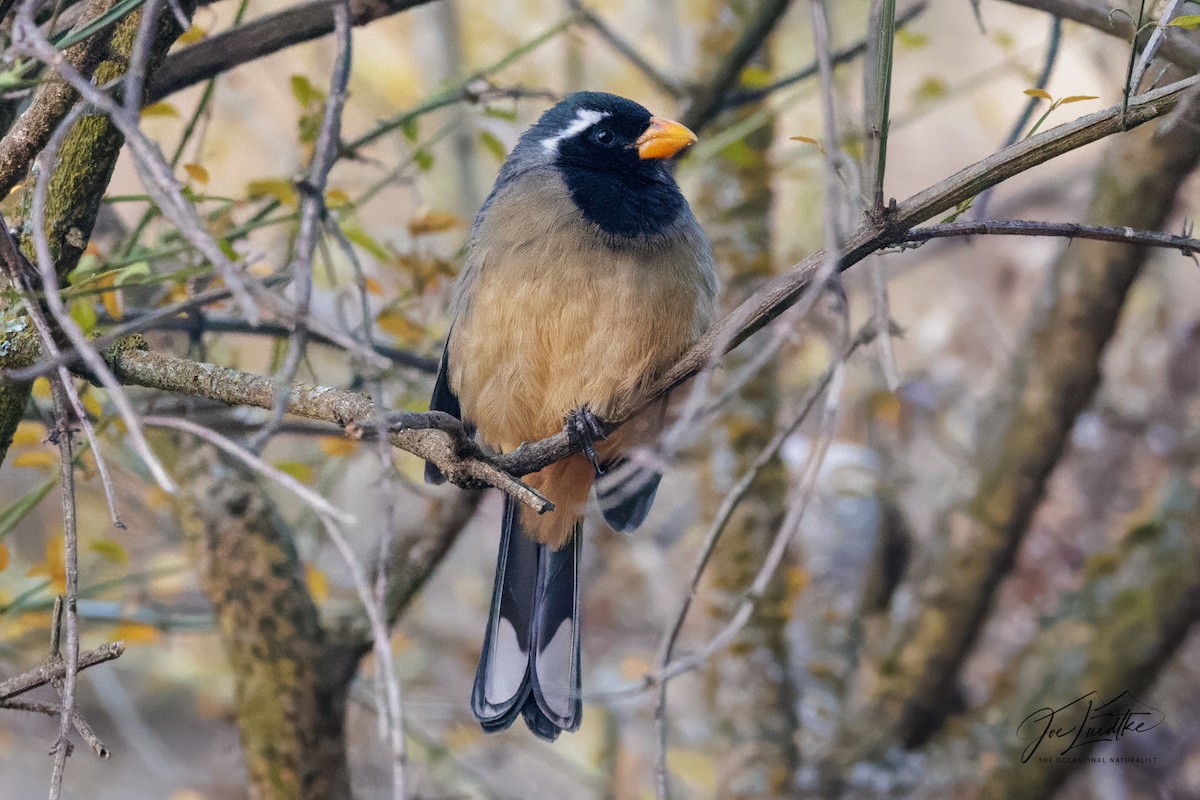 Golden-billed Saltator - ML640534779