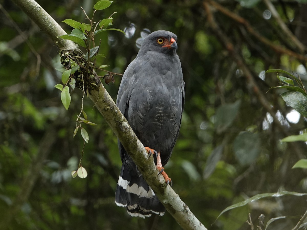 Slate-colored Hawk - ML640534789