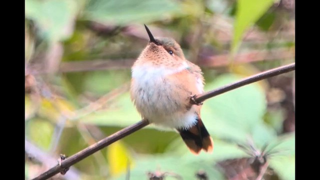 Scintillant Hummingbird - ML640534795