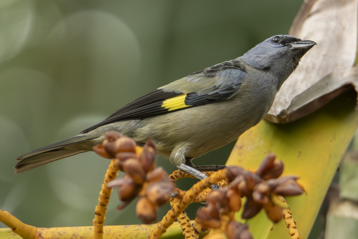 Tangara Aliamarilla - ML640534883