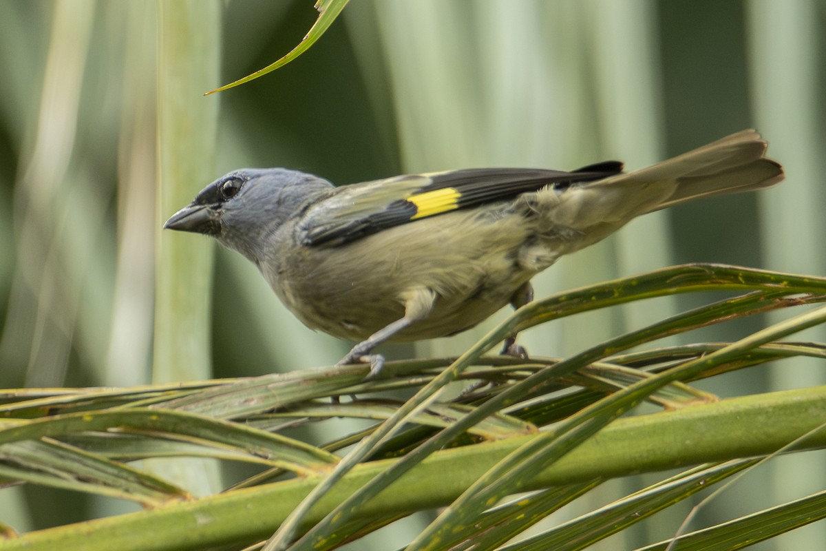 Tangara Aliamarilla - ML640534884