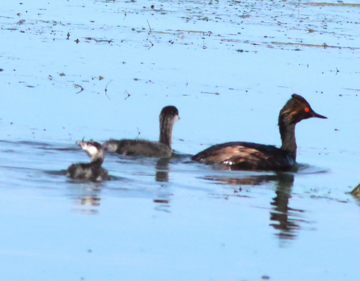 Eared Grebe - ML640534902