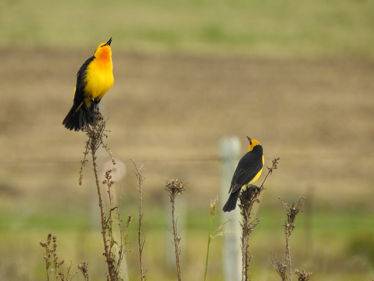 Saffron-cowled Blackbird - ML640534919