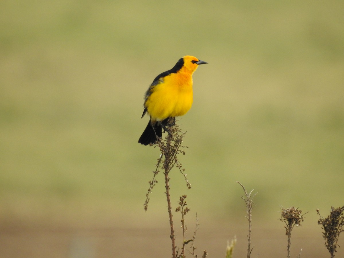 Saffron-cowled Blackbird - ML640534922