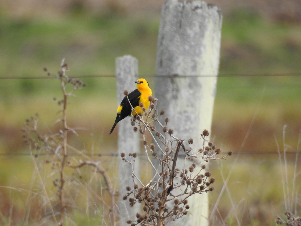Saffron-cowled Blackbird - ML640534926