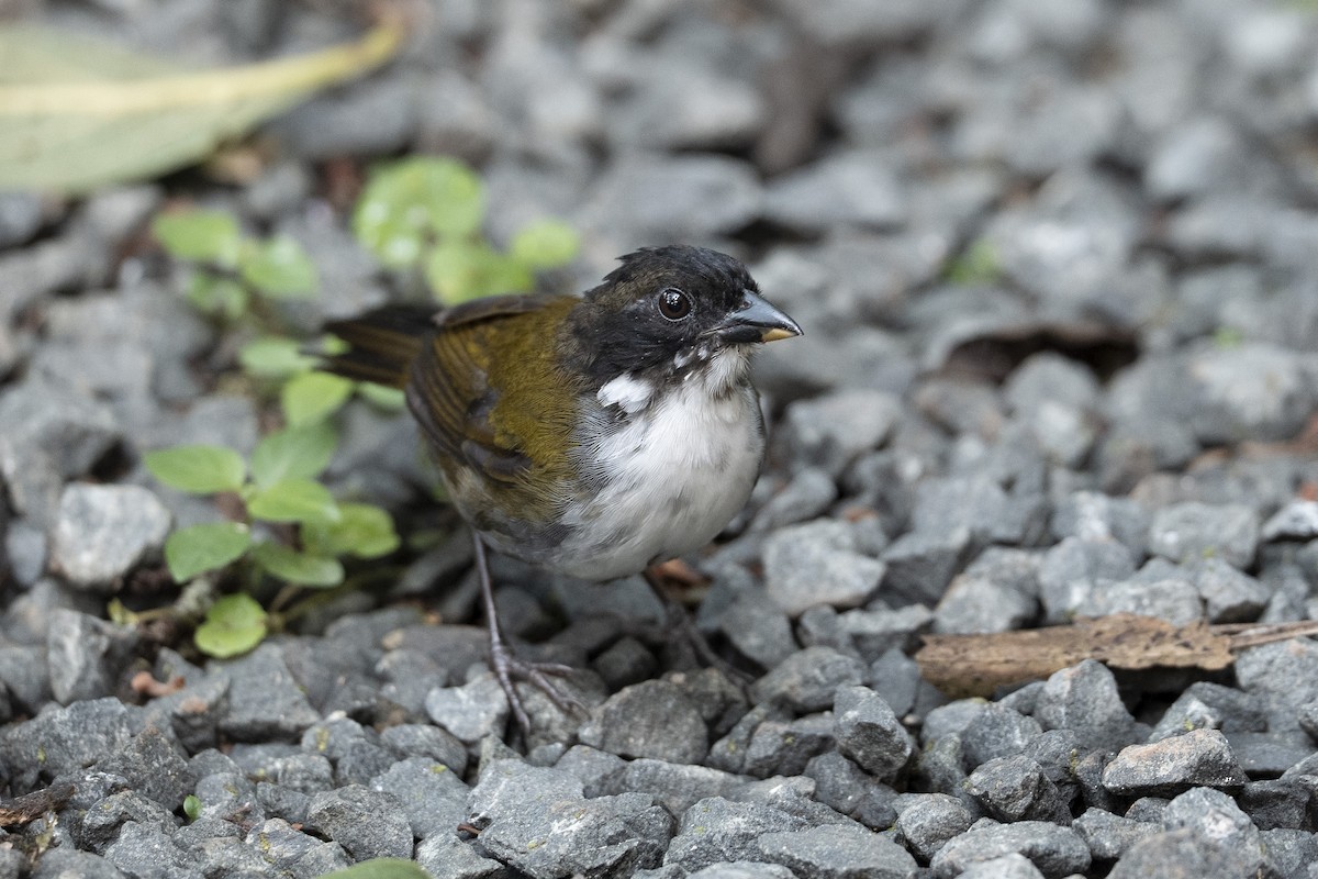 Black-headed Brushfinch - ML640534930