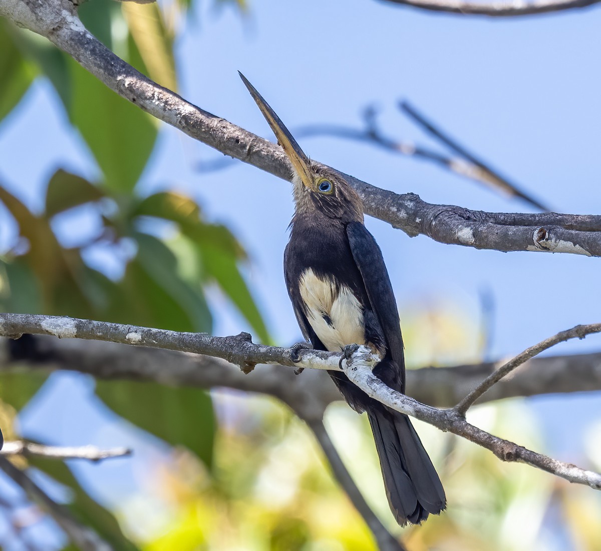 Brown Jacamar - ML640534984