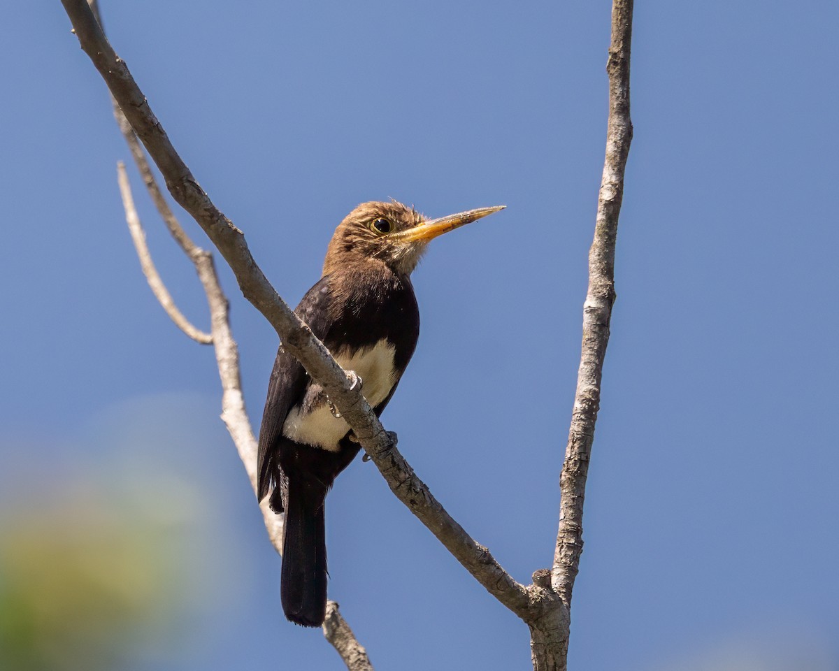 Brown Jacamar - ML640534989