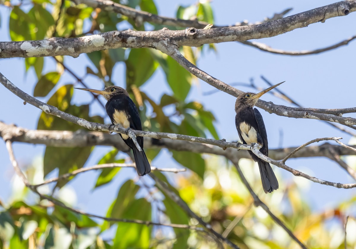 Brown Jacamar - ML640534994