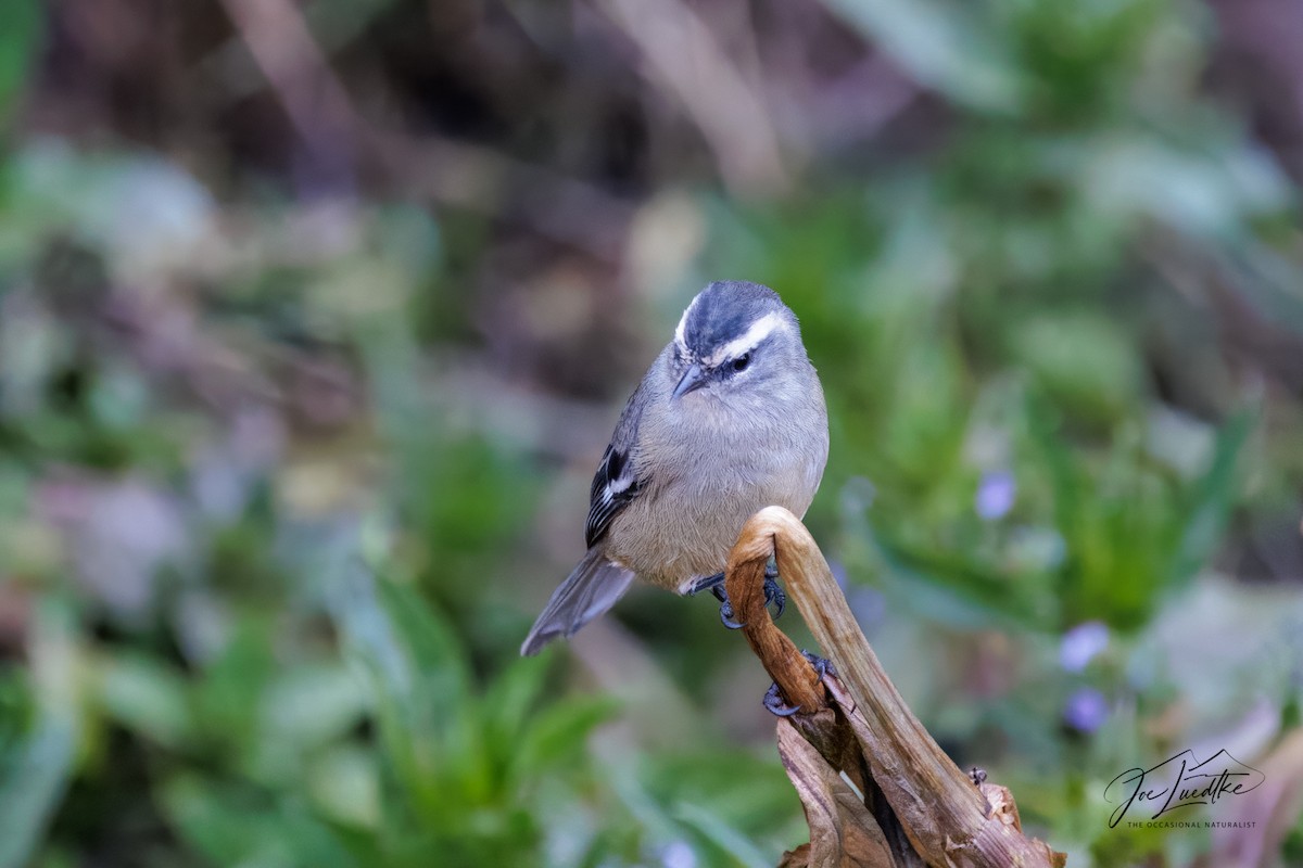 Cinereous Conebill - ML640535022