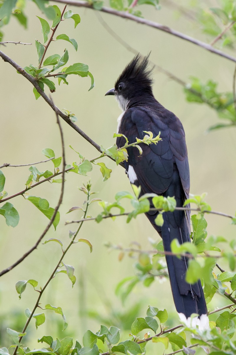 Pied Cuckoo - ML640535029