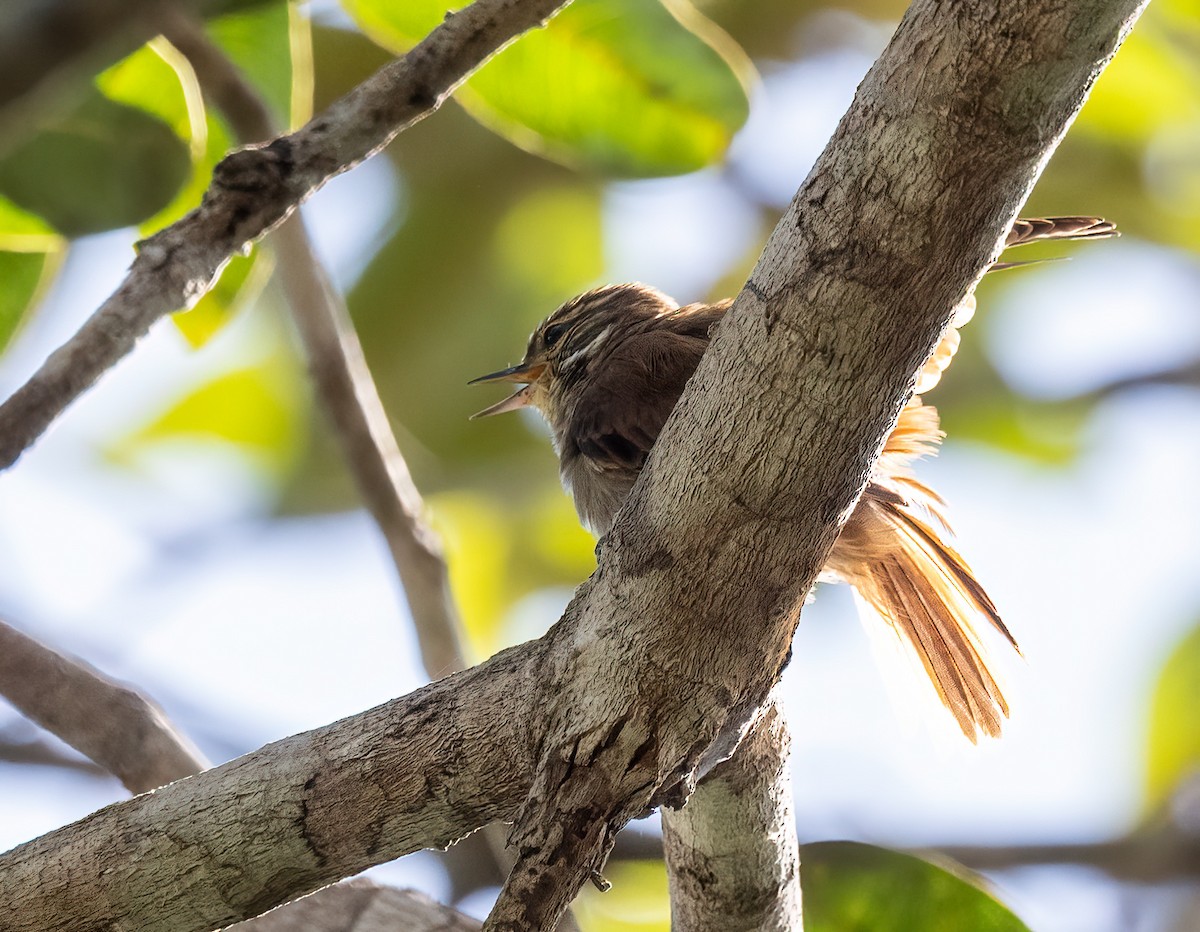 Slender-billed Xenops - ML640535043