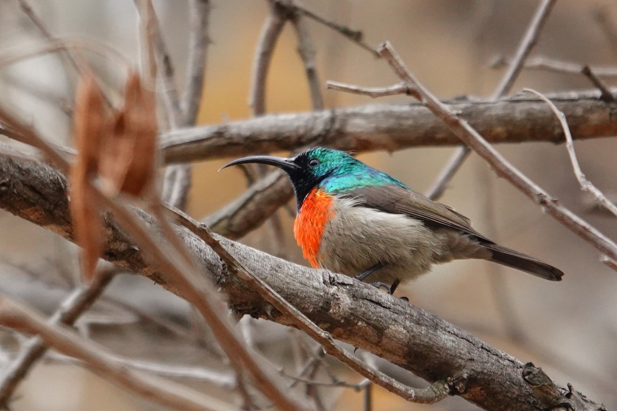 Greater Double-collared Sunbird - ML640535050