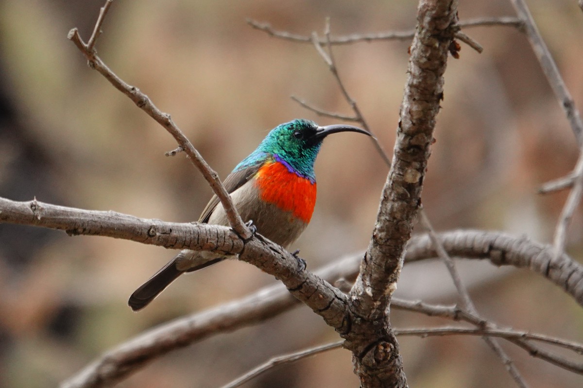 Greater Double-collared Sunbird - ML640535051