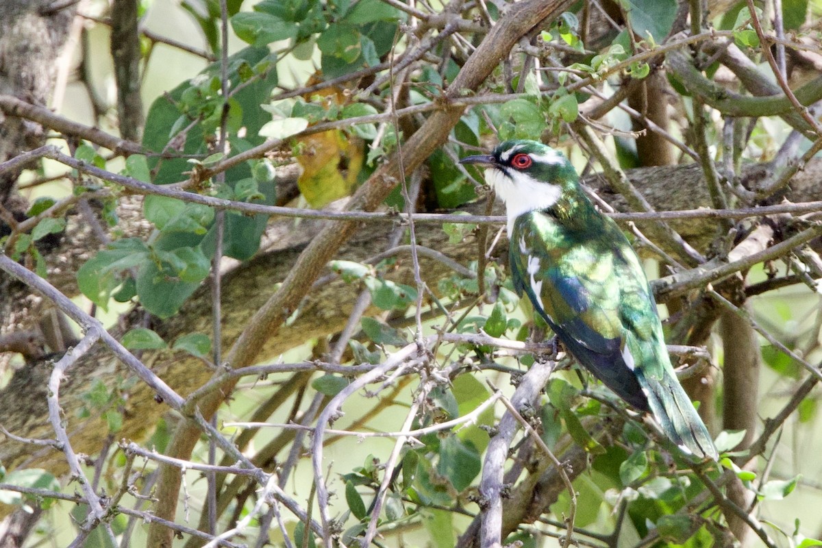Dideric Cuckoo - ML640535098