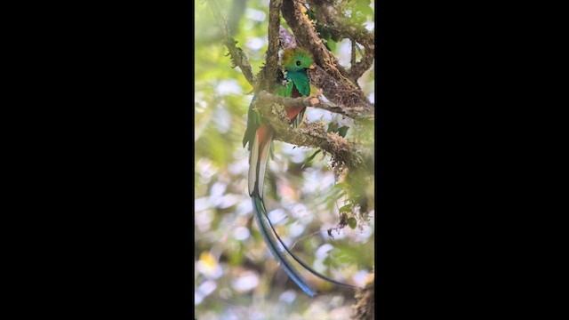 Resplendent Quetzal - ML640535103
