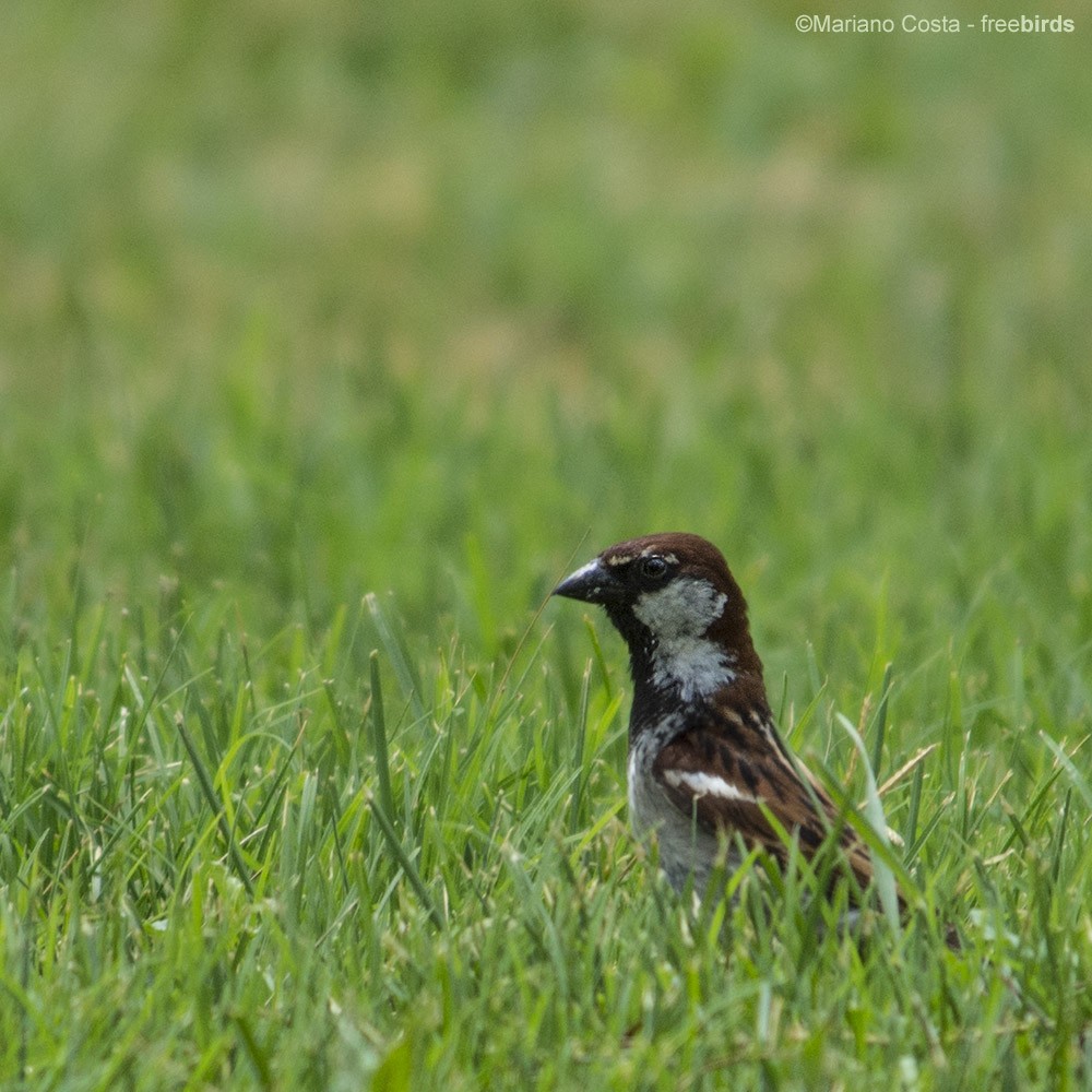 Italian Sparrow - ML640535178