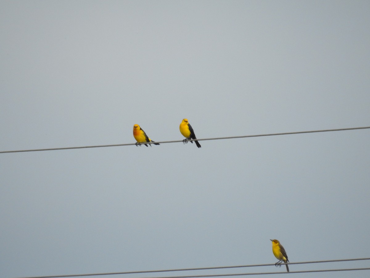 Saffron-cowled Blackbird - ML640535181