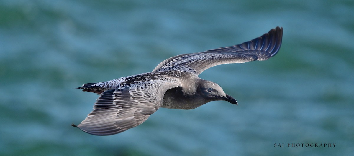 Western Gull - ML640535182