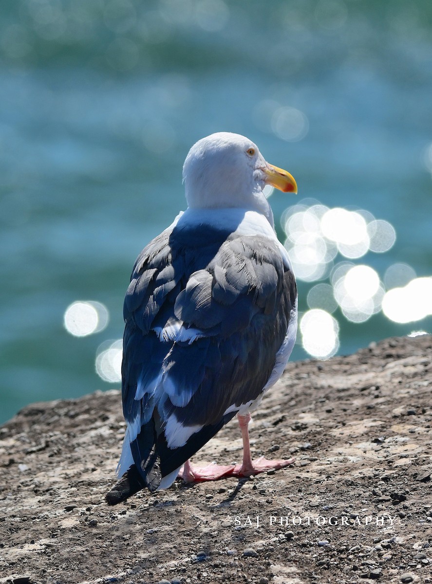 Western Gull - ML640535183