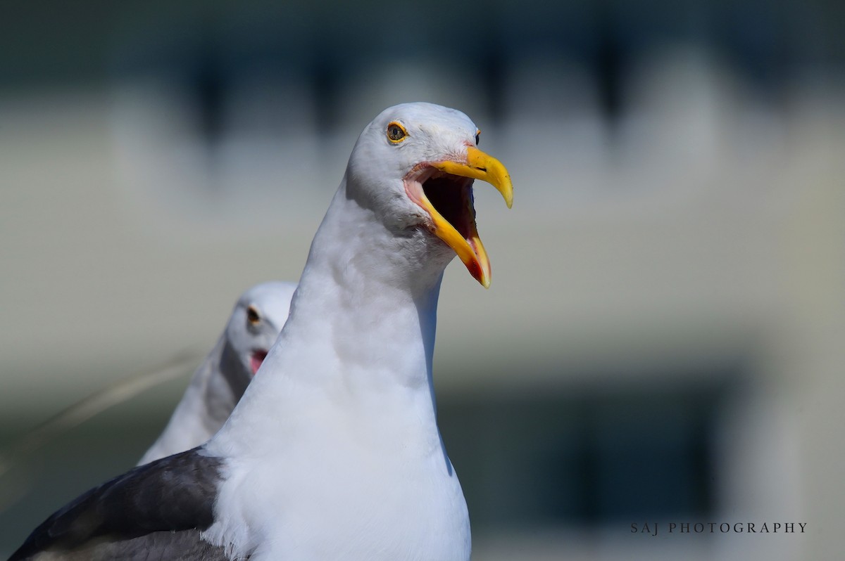 Western Gull - ML640535184