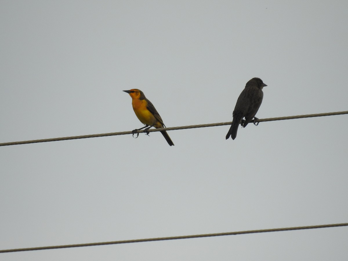 Saffron-cowled Blackbird - ML640535221
