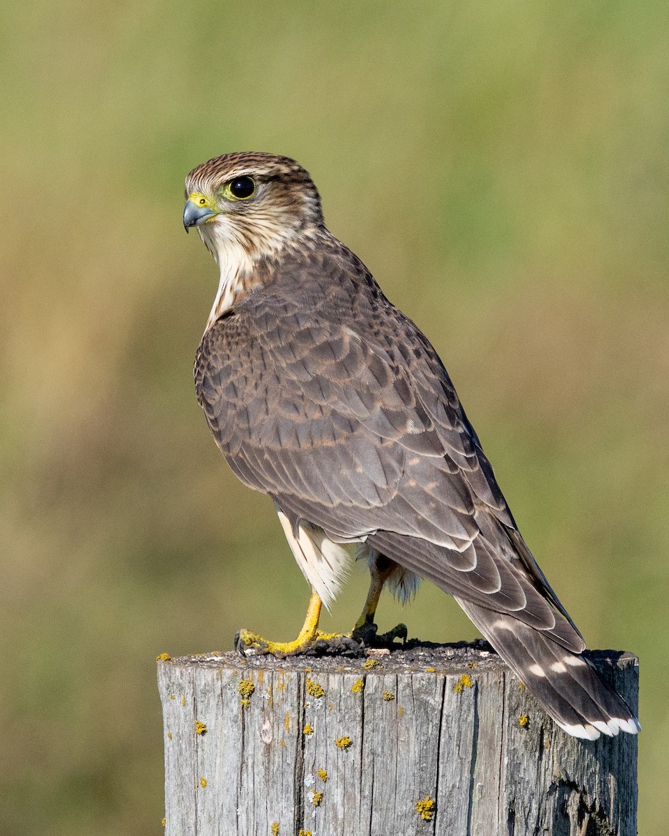 コチョウゲンボウ - ML640535239