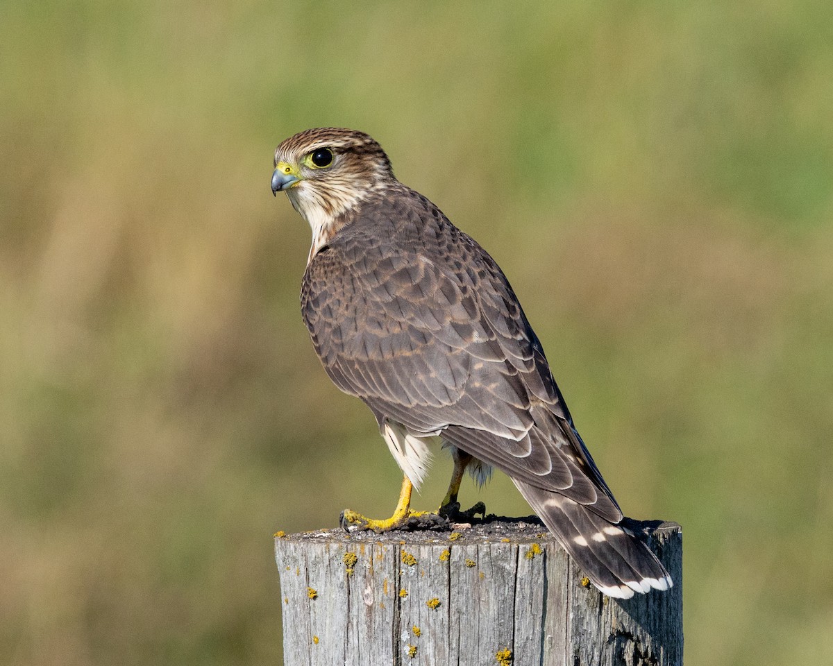 コチョウゲンボウ - ML640535240