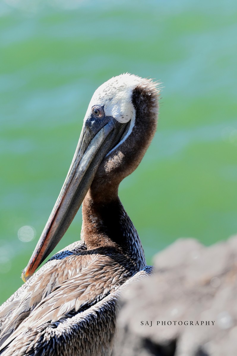 Brown Pelican - ML640535245