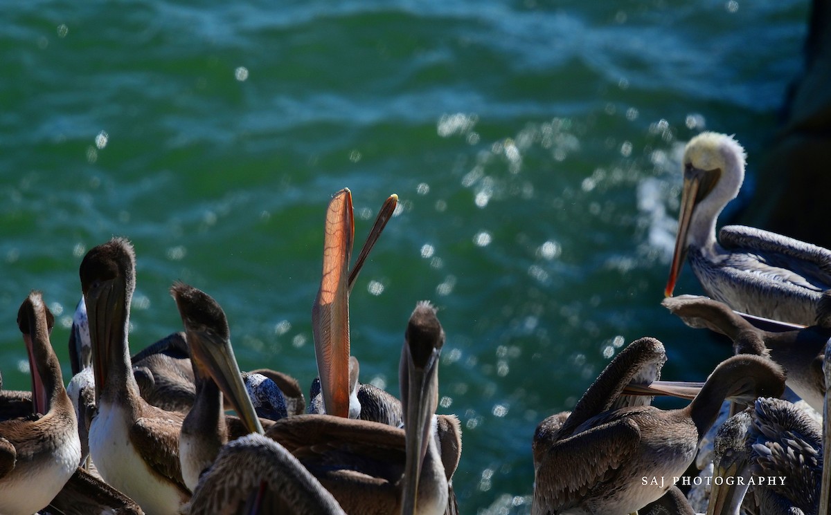 Brown Pelican - ML640535247