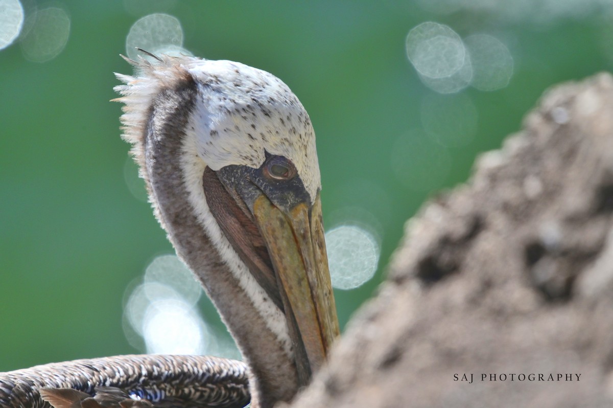 Brown Pelican - ML640535248