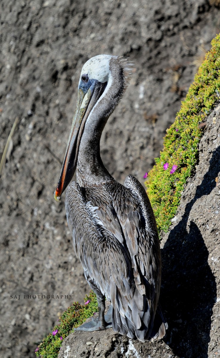 Brown Pelican - ML640535249