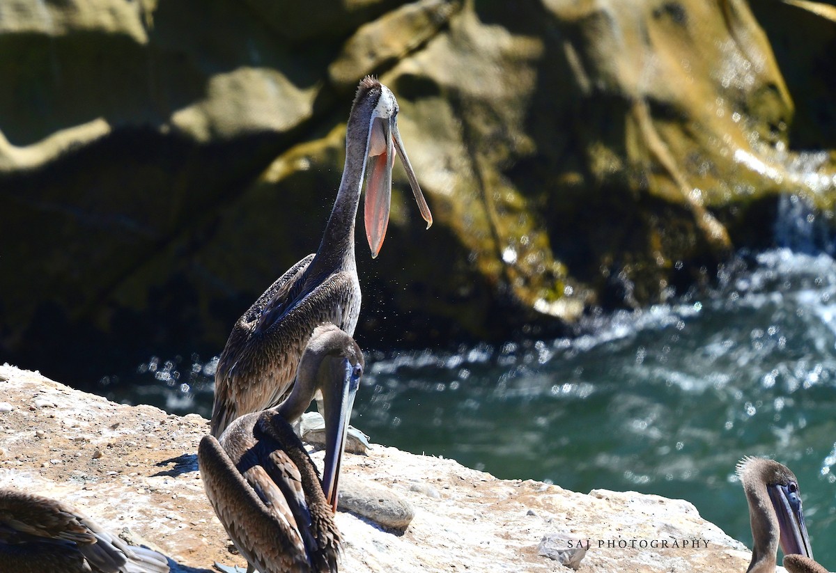 Brown Pelican - ML640535251