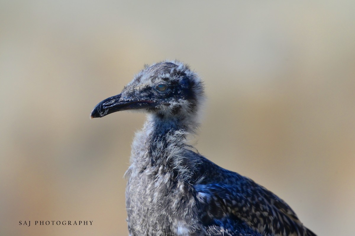 Western Gull - ML640535268