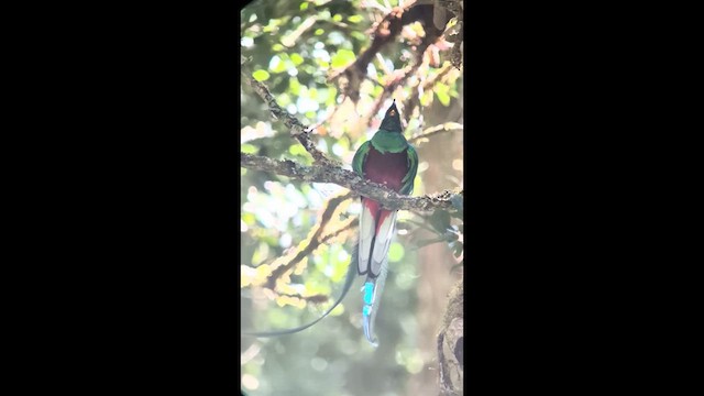Resplendent Quetzal - ML640535313