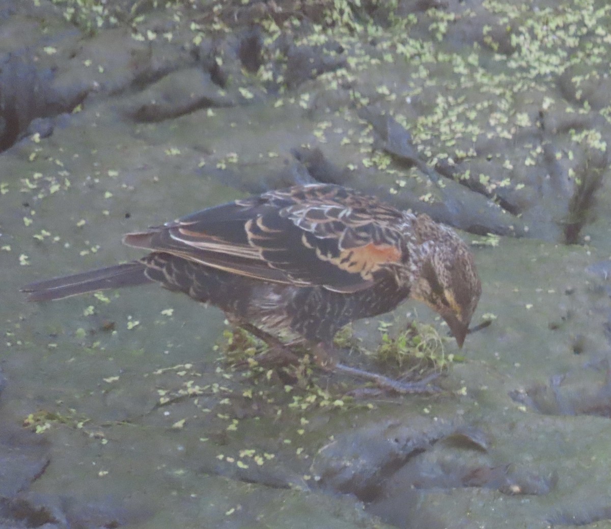 Red-winged Blackbird - ML640535325