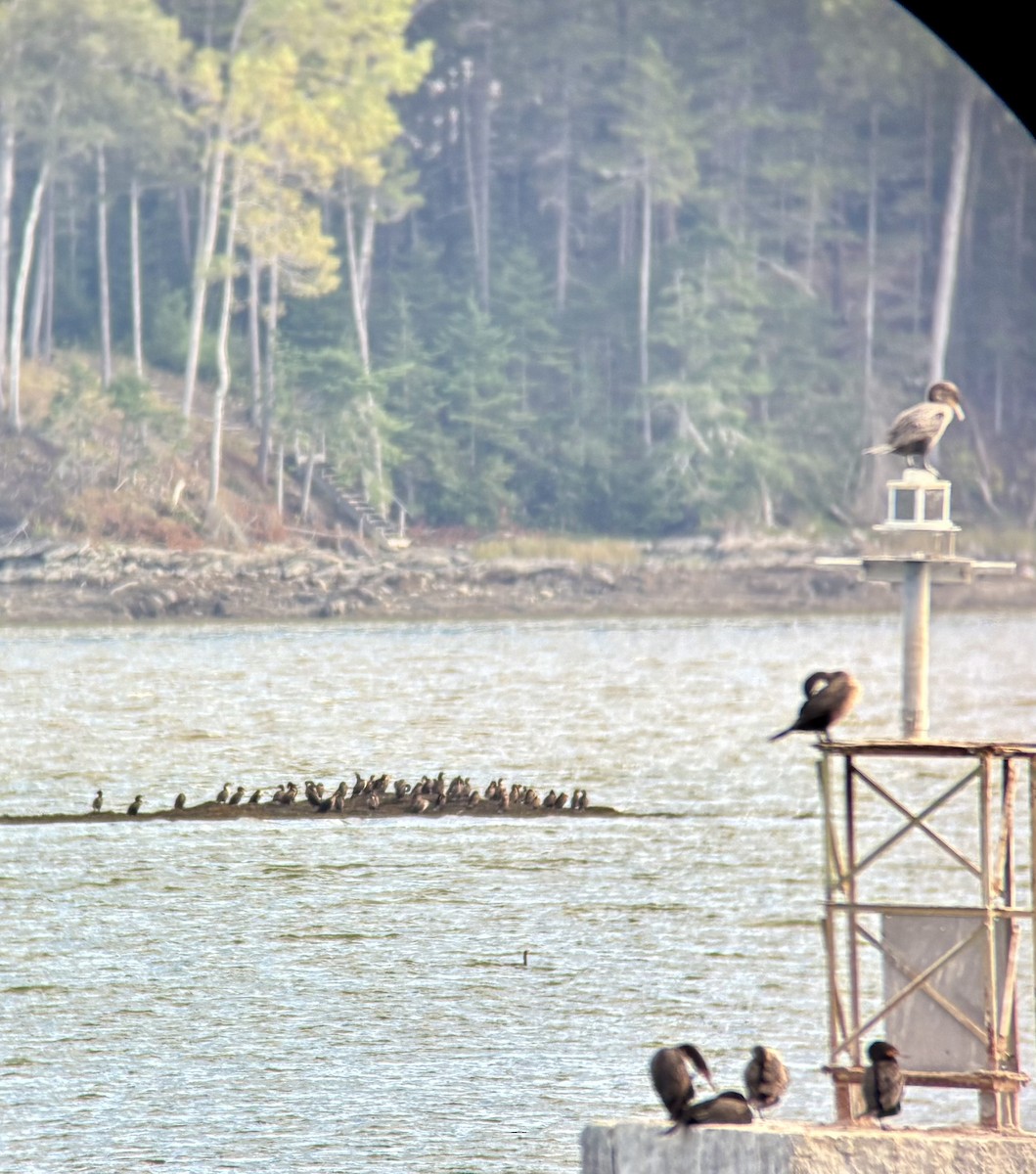 Double-crested Cormorant - ML640535327