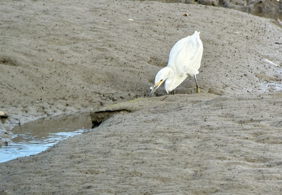Snowy Egret - ML640535337
