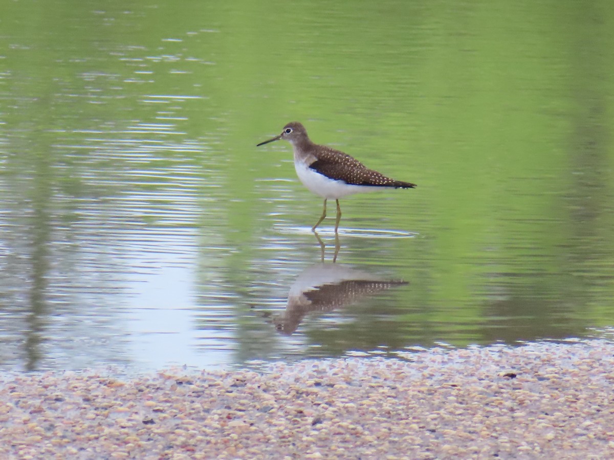 Solitary Sandpiper - ML640535357