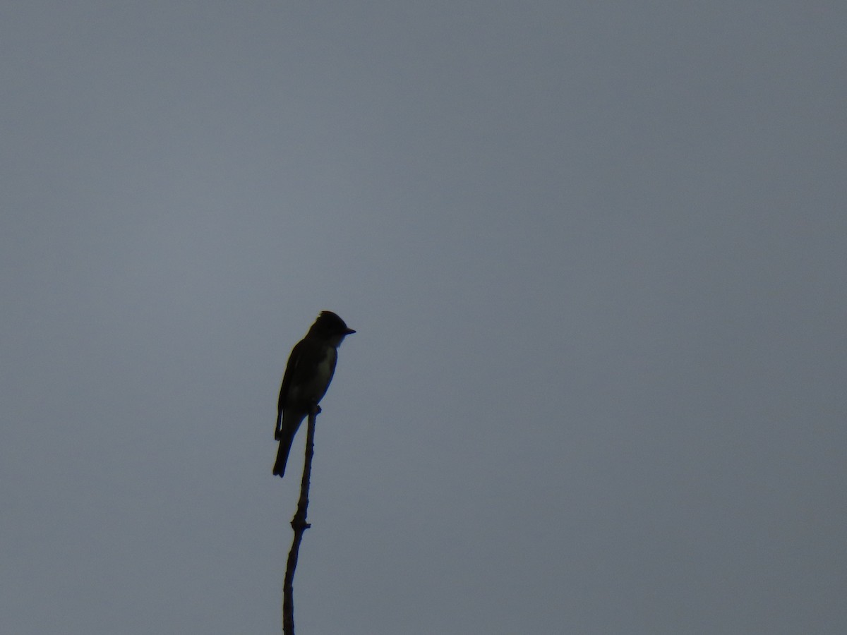 Olive-sided Flycatcher - ML640535361