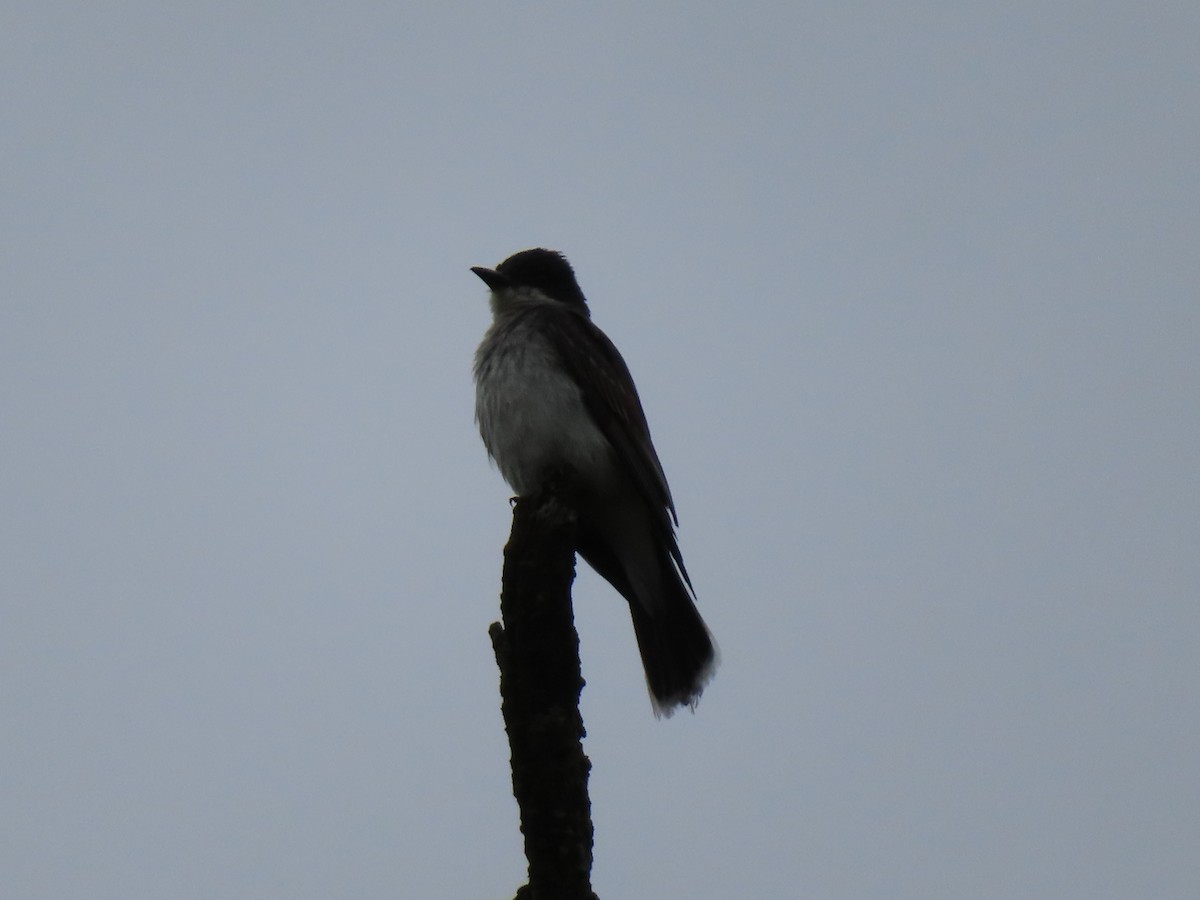 Eastern Kingbird - ML640535367